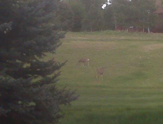 It's a gaggle!
