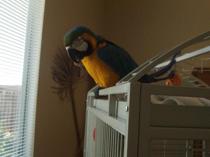Beezer eating cookie