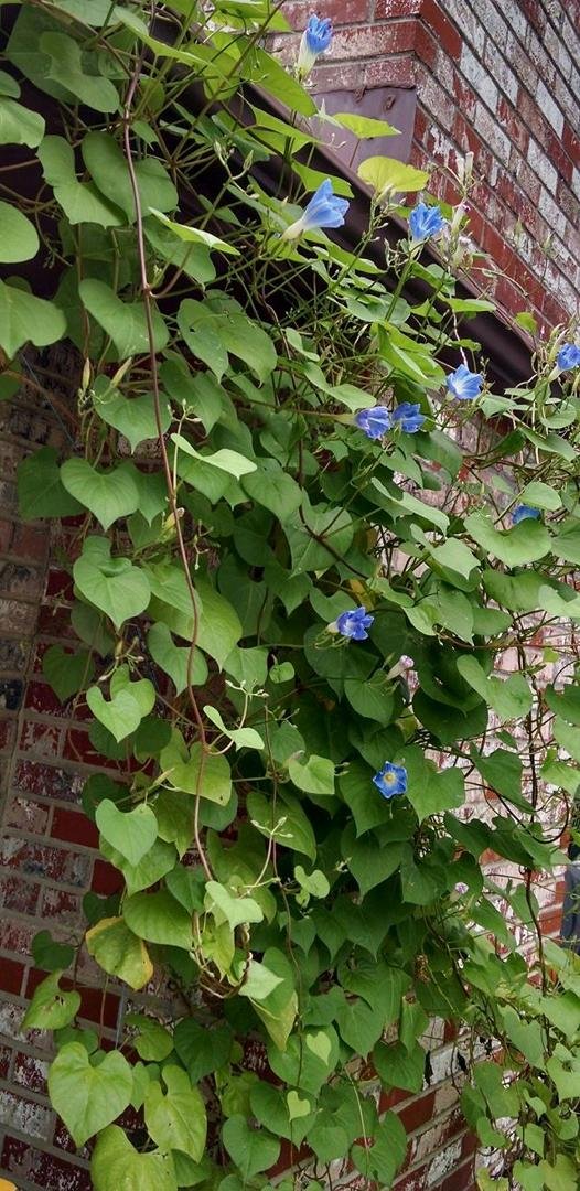 I didn't realize that Morning Glorys bloom in the Autumn.
