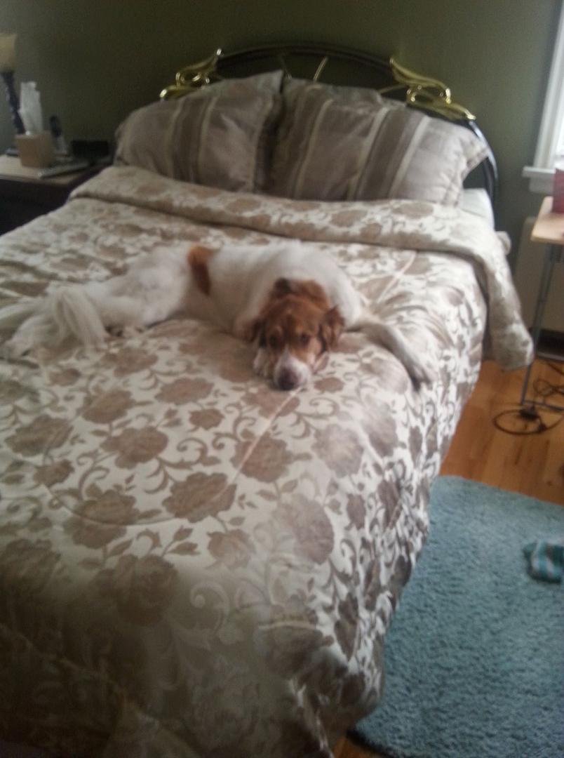 This is the last night baby sitting the grand-doggie! This face says "Oh yes I am so busted"!