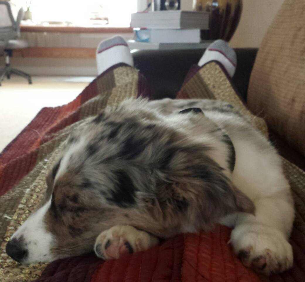 Still more evidence that dogs posses superior intelligence -- they appreciate a good nap.