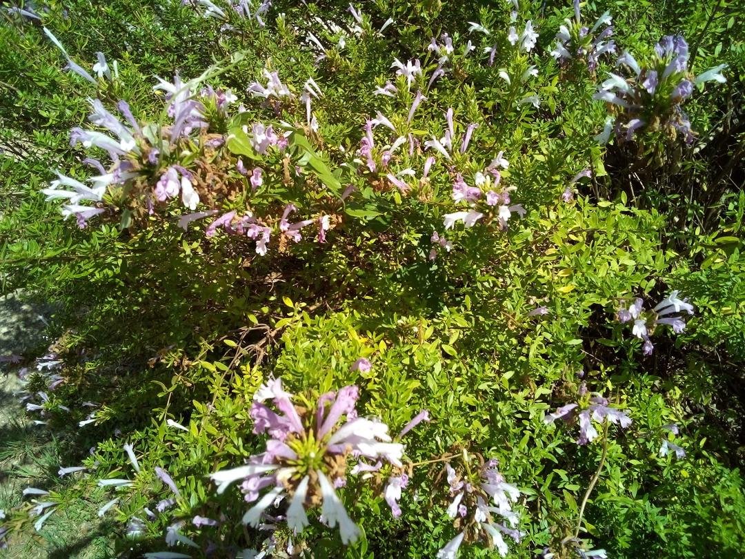 These were on a trail I was hiking on!