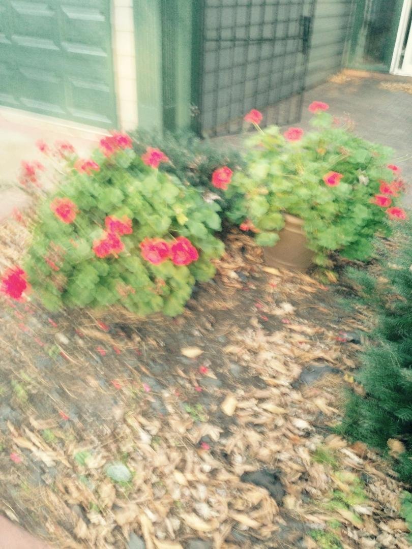 My gereniums