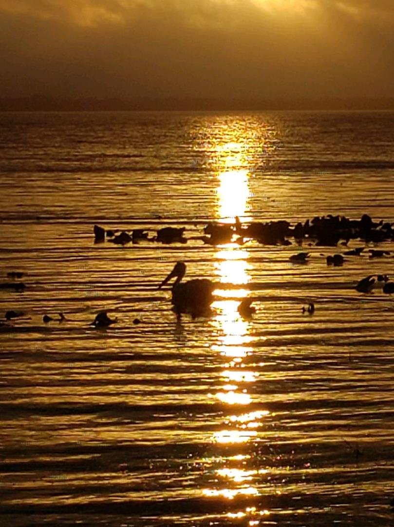 Not saying that Google is becoming too powerful but... this morning while listening to music on my Google Home i mentioned that I hadn't seen the Pelicans in a few weeks. Less then 5 minutes later this!! Now, i haven't se