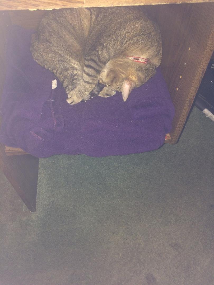 Her own personal place in my desk. So spoiled!