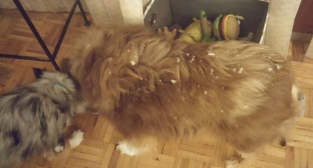 Twizzler Also has Dandruff!!!