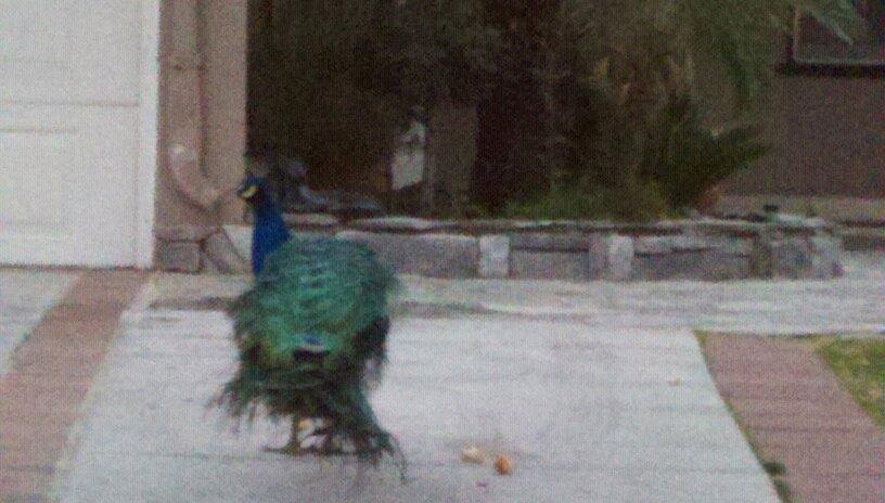 Just in front pf somebody's yard...