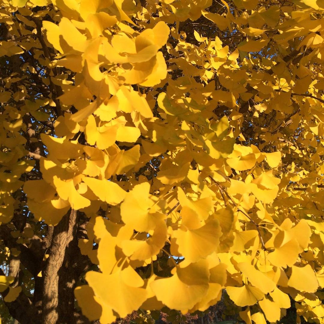 This is ginkgo leaf