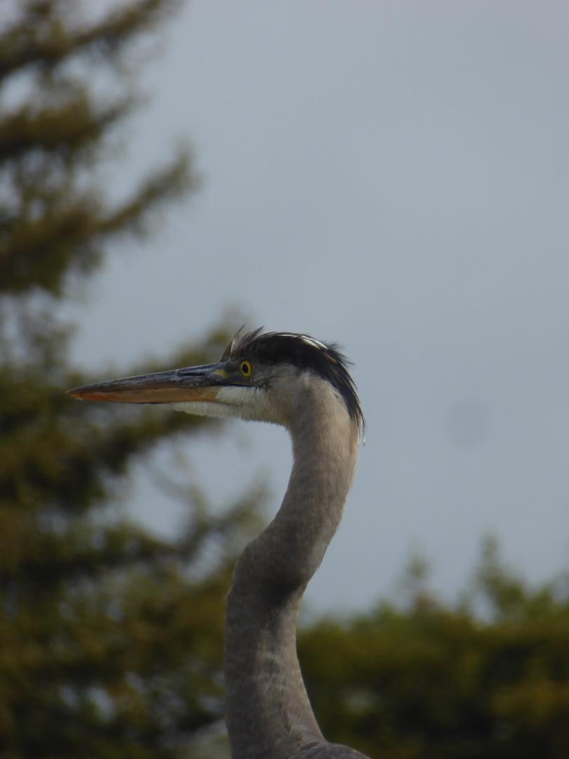David Dolder's album, Photos