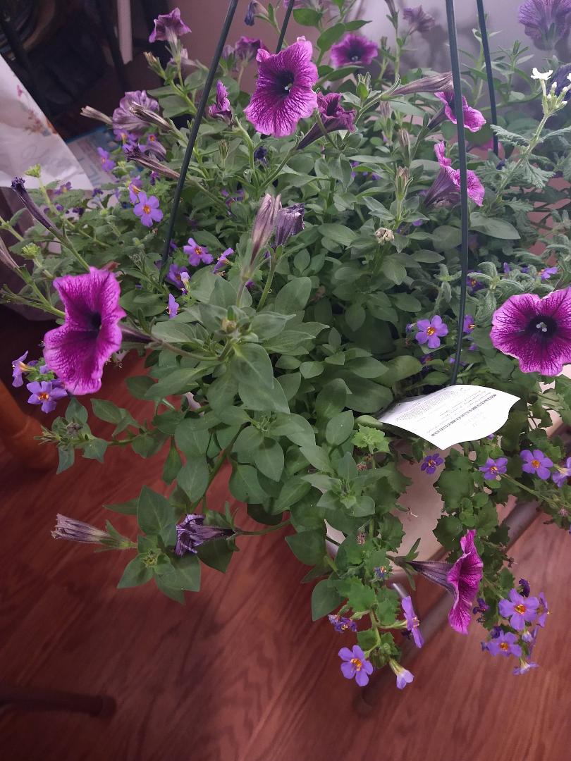Kathy Chalker Stone's album, Mobile uploads