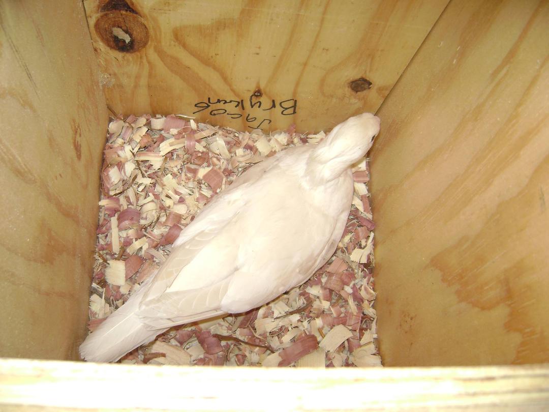 Ray Prothero's album, Photos