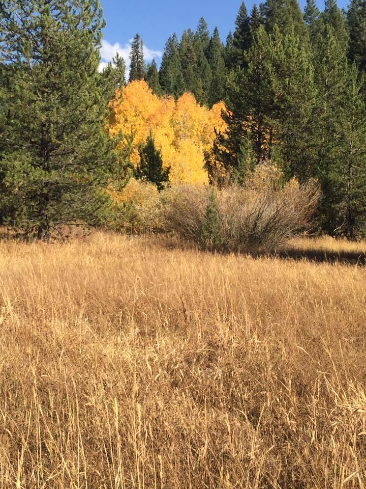 Dan Leslie's album, Mobile uploads
