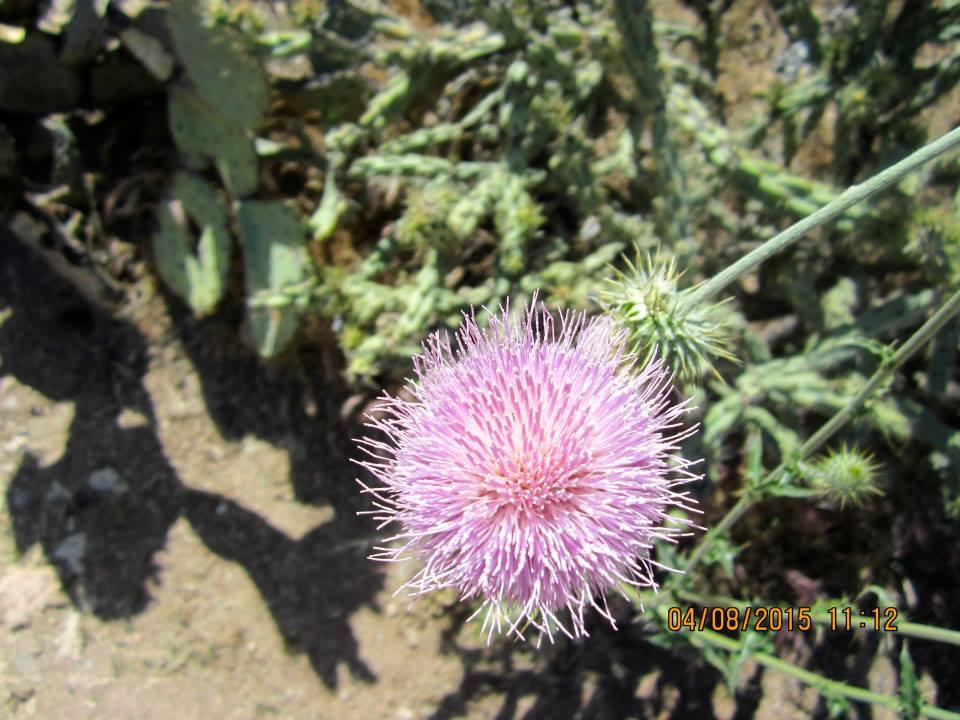 Fred Searing's album, Boyce Thompson Arboretum