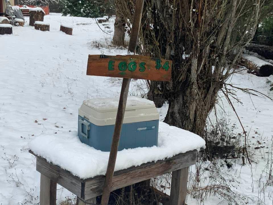 Fresh eggs in the box this morning