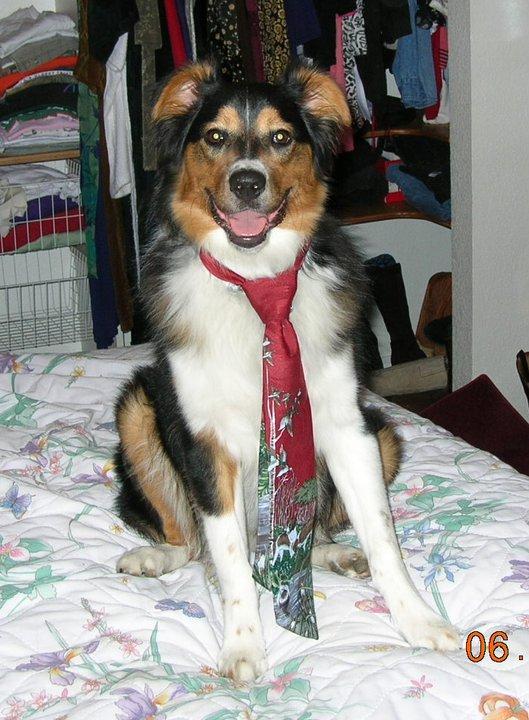 Cal (Tom) Hamilton's album, Scamp