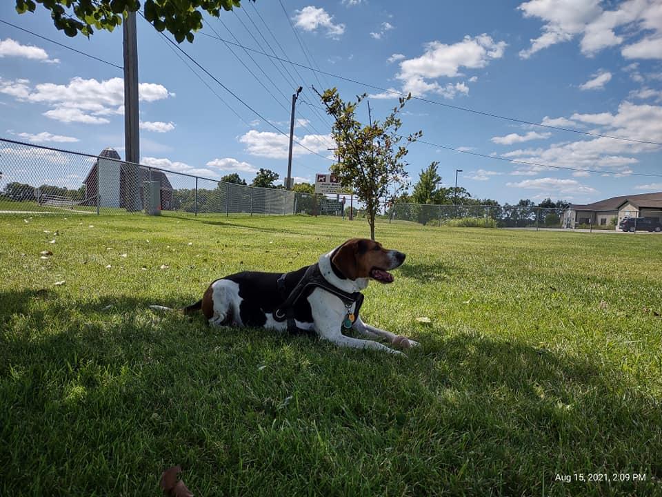 Ada Hoops' album, Mobile uploads