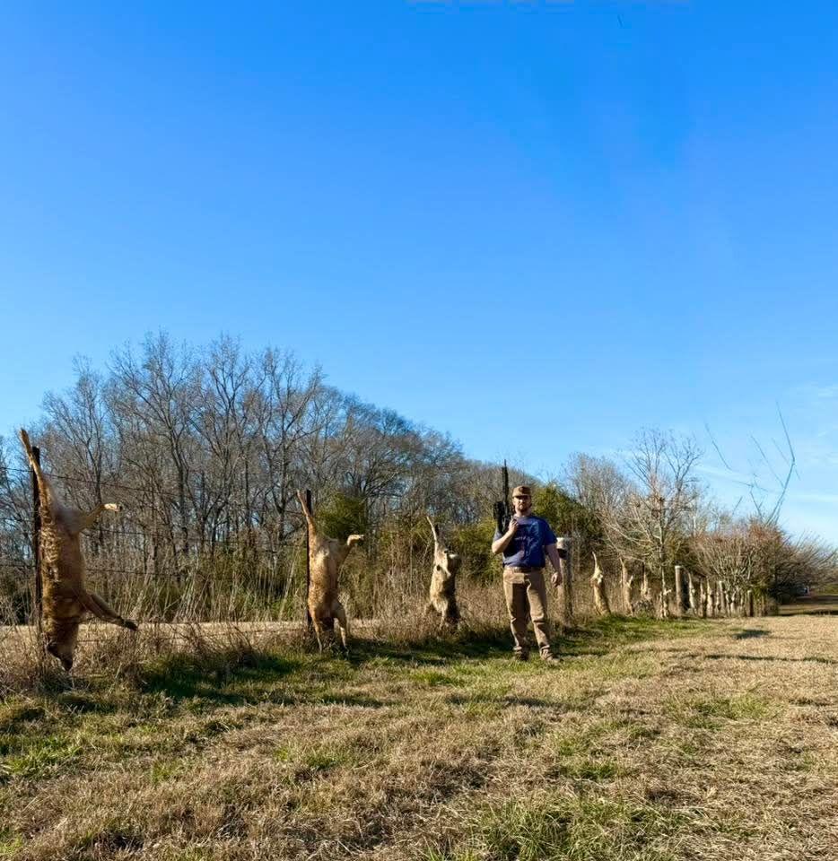 There were about 16 coyotes hanging from fence post in Woodbury today... Why ???