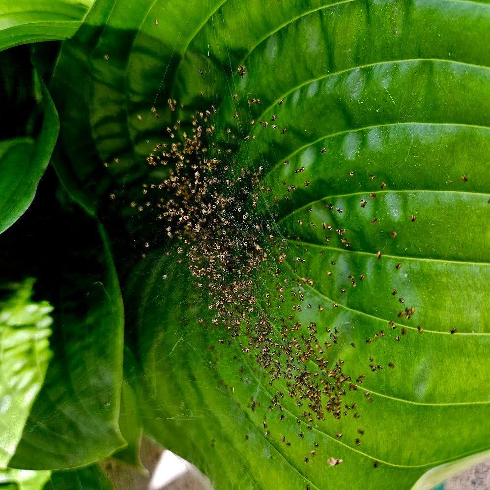 Orb weaver spiderlings. Will share.