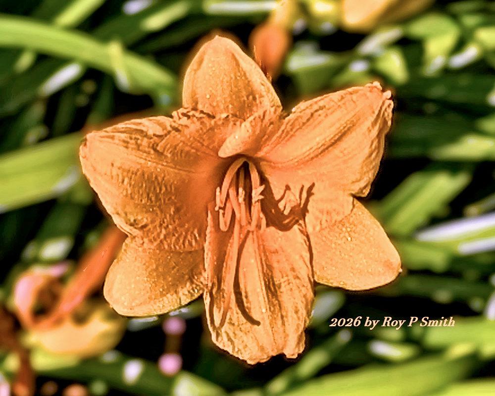 Roy Smith's album, Photos