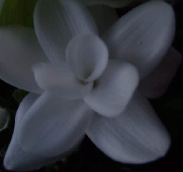 Deborah Pasarow's album, Mobile uploads