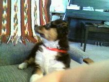 Cal (Tom) Hamilton's album, Scamp