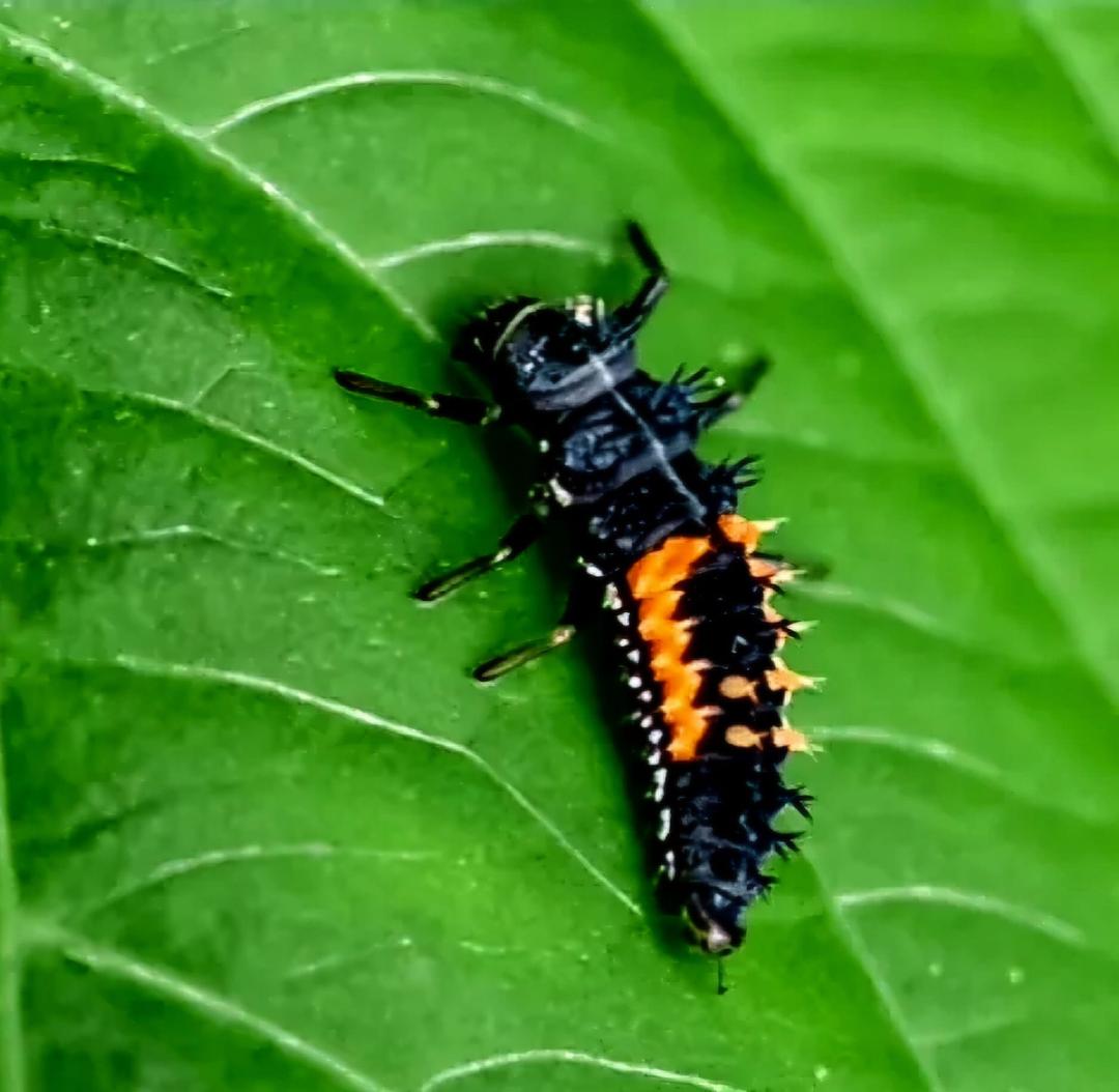 This is a baby ladybug.🥰