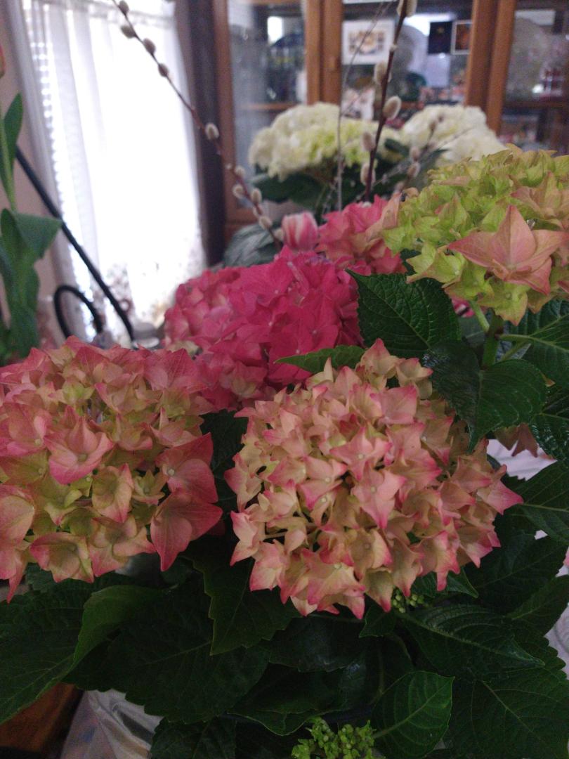 Kathy Chalker Stone's album, Mobile uploads