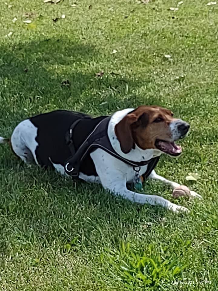 Ada Hoops' album, Mobile uploads