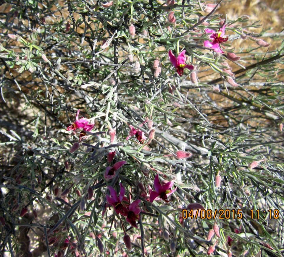 Fred Searing's album, Boyce Thompson Arboretum