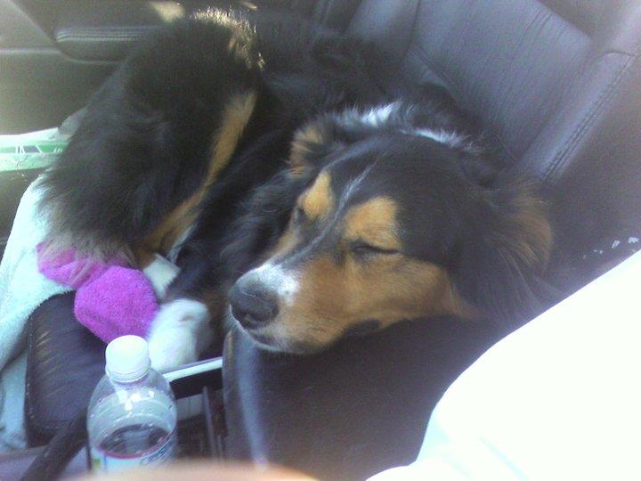 Cal (Tom) Hamilton's album, Scamp