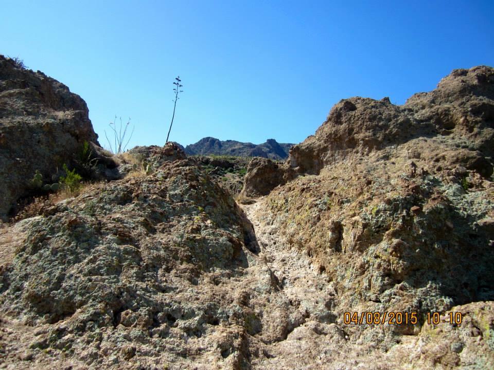 Fred Searing's album, Boyce Thompson Arboretum