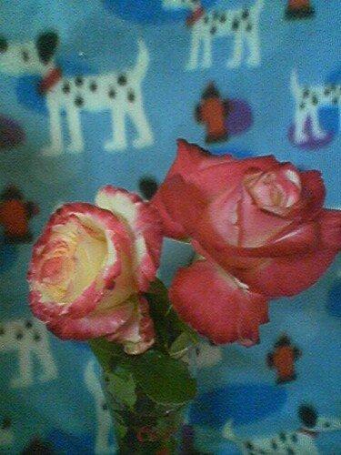 Julee Cornelius Manahan's album, Photos