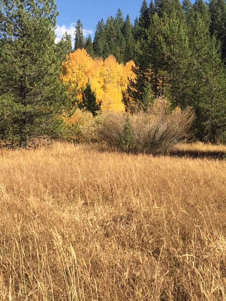 Dan Leslie's album, Mobile uploads