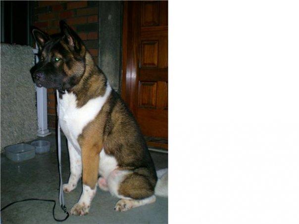 This is Solo's daddy!