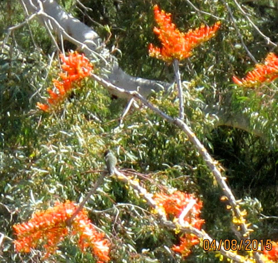 Fred Searing's album, Boyce Thompson Arboretum