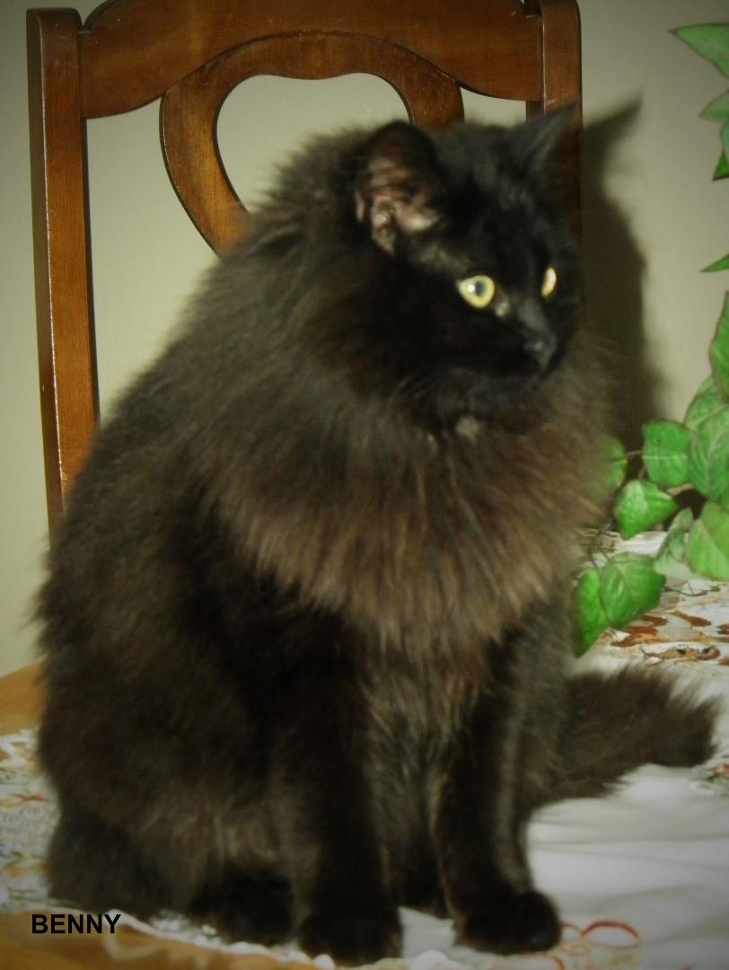 Benny