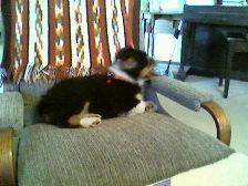 Cal (Tom) Hamilton's album, Scamp