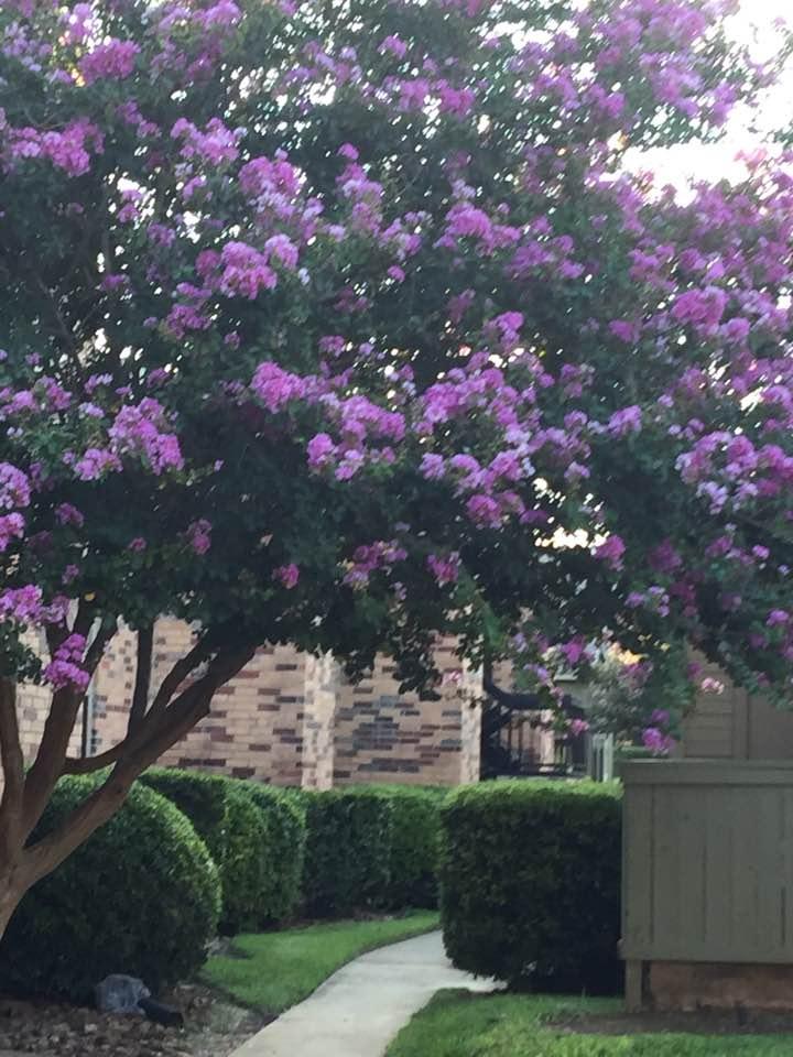 Blooming trees and green grass in Texas!