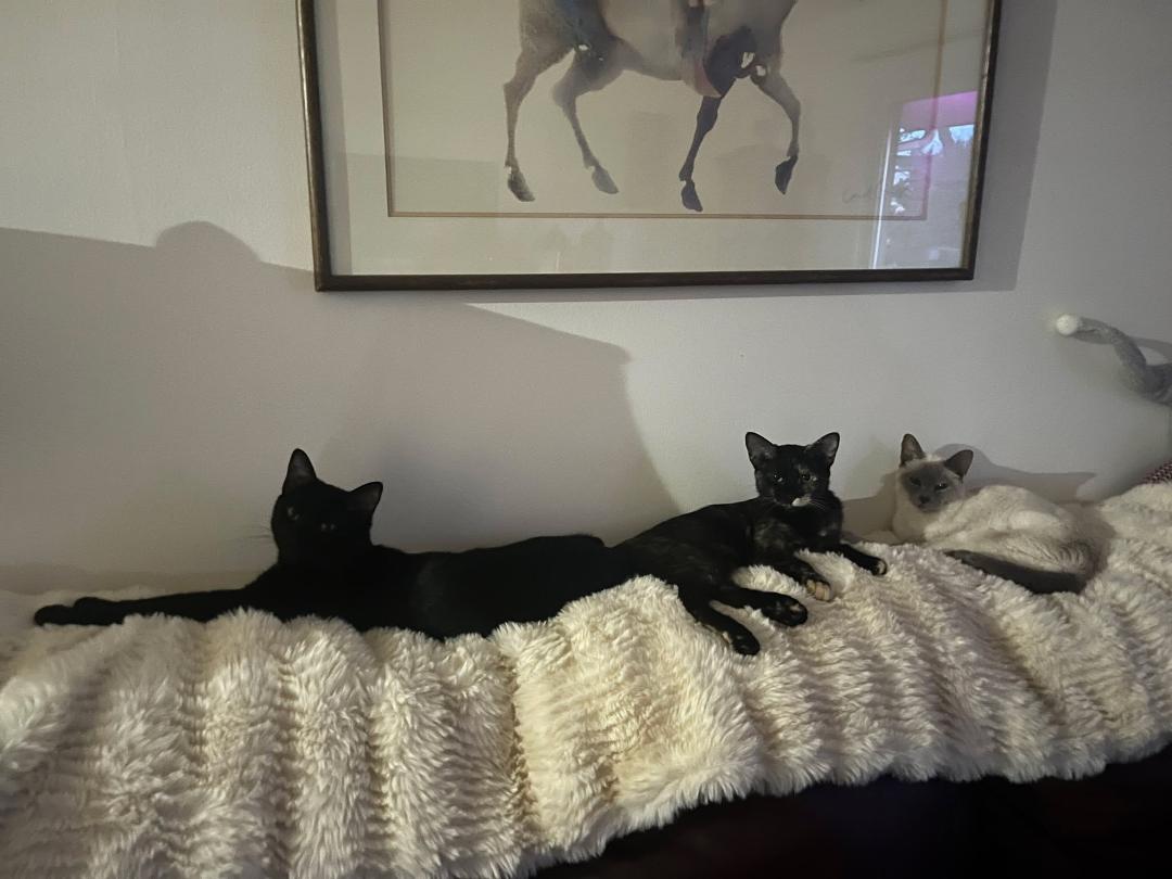 My babies