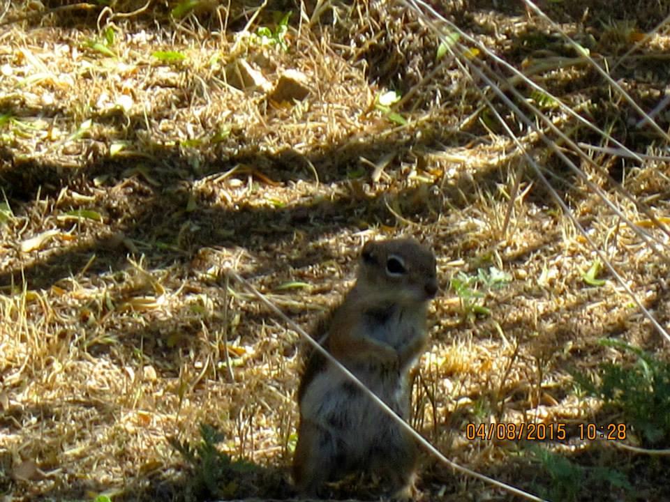 Fred Searing's album, Boyce Thompson Arboretum