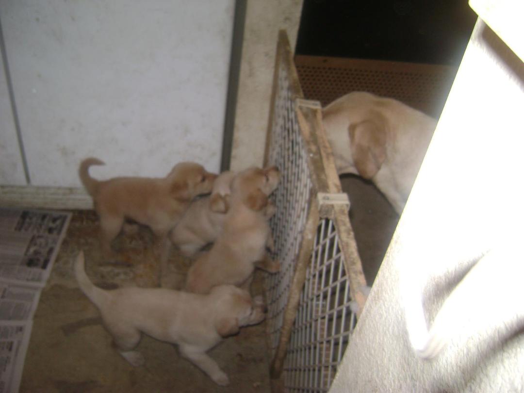 Ray Prothero's album, Photos