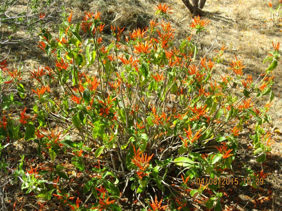Fred Searing's album, Boyce Thompson Arboretum