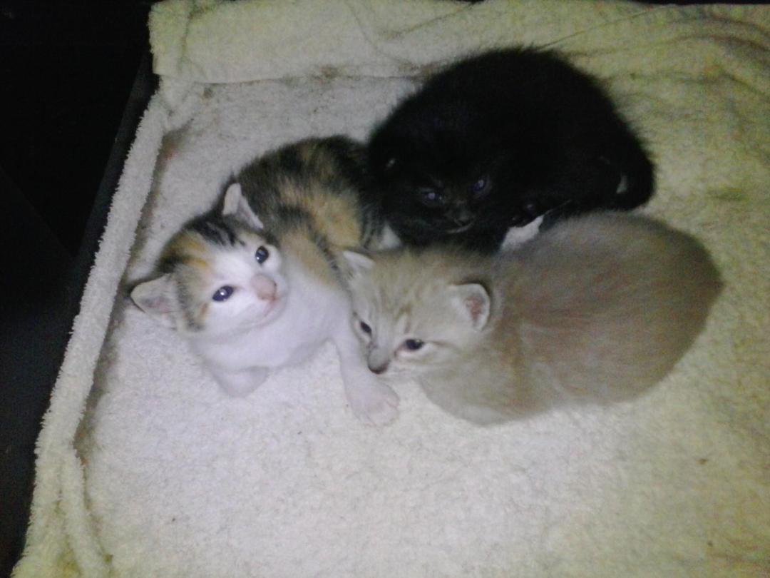 Kimberly Peck's album, Mobile uploads