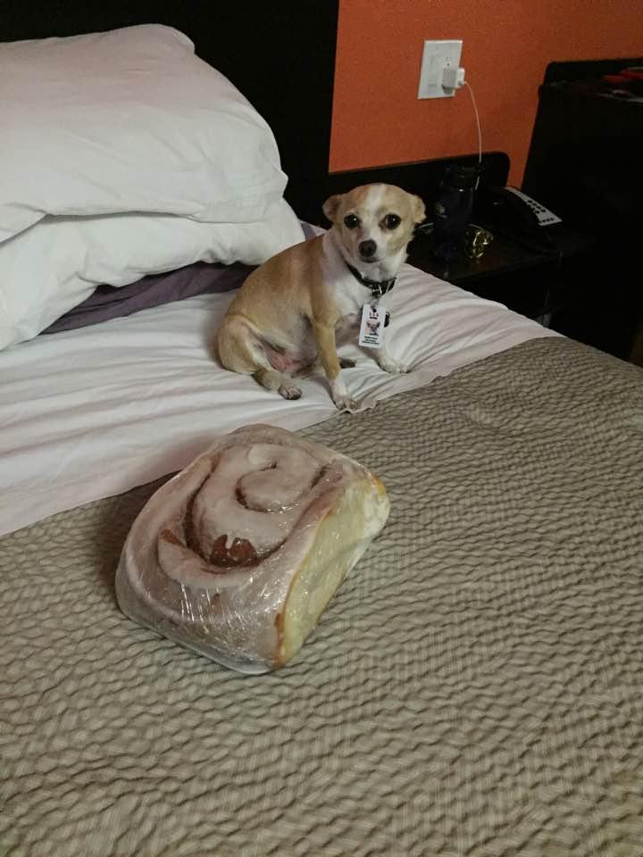 Ok. I gave in a bought a 3 pound cinnamon roll! It's as big as Karma!