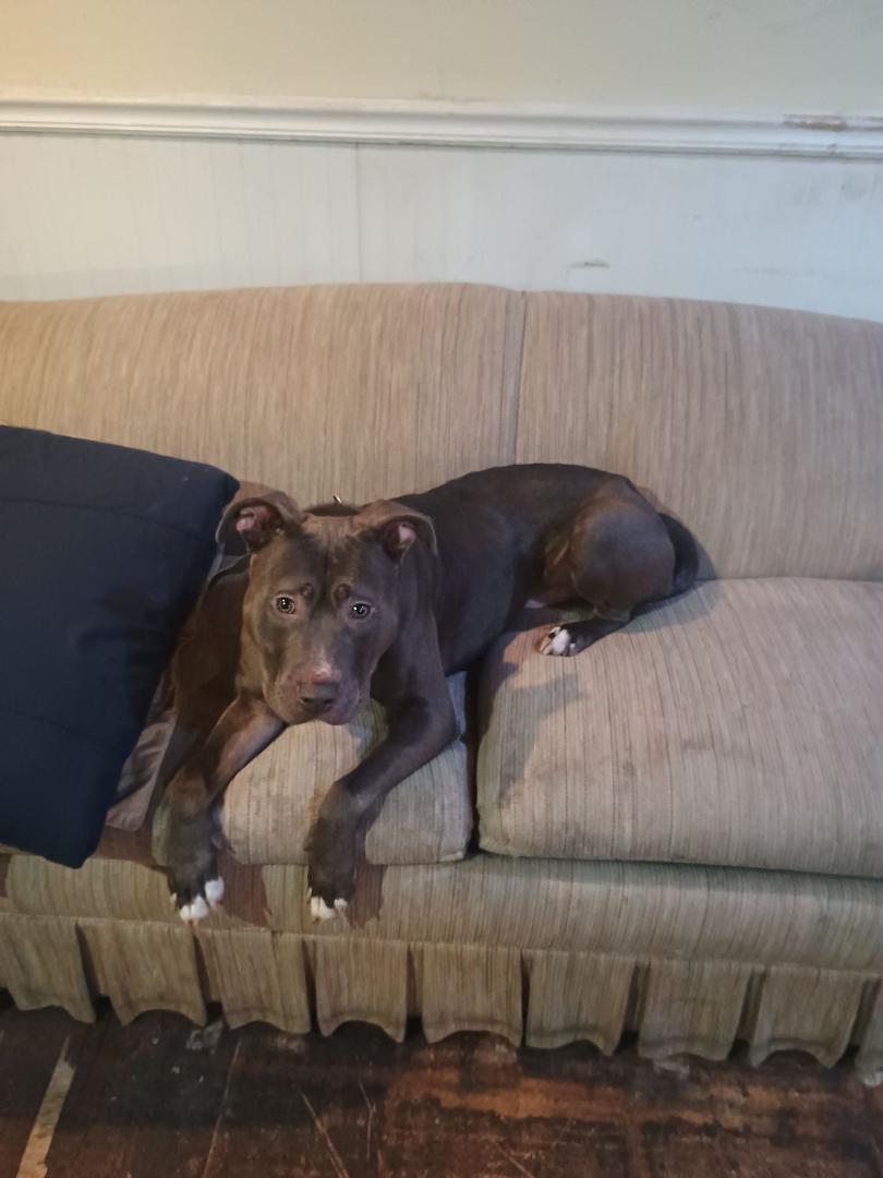 Therapy dogs are real this guy has stuck with me thick & thin. Wouldn't give him up for the world. Always believe in God not just when times are bad, the evil one will come like a thief in the night to kill, steal & destroy