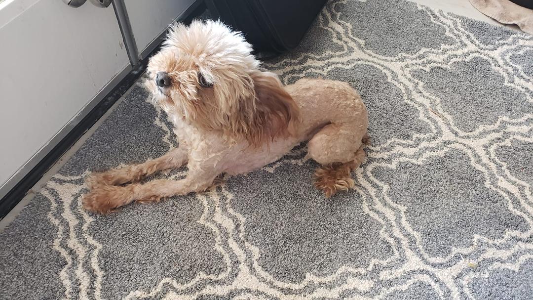 This is the problem I see with Covid19.... Joy Sinclair just groomed our dog Ginger! (If you can truly call this grooming, more like just shaving her) When's it going to end! Haha