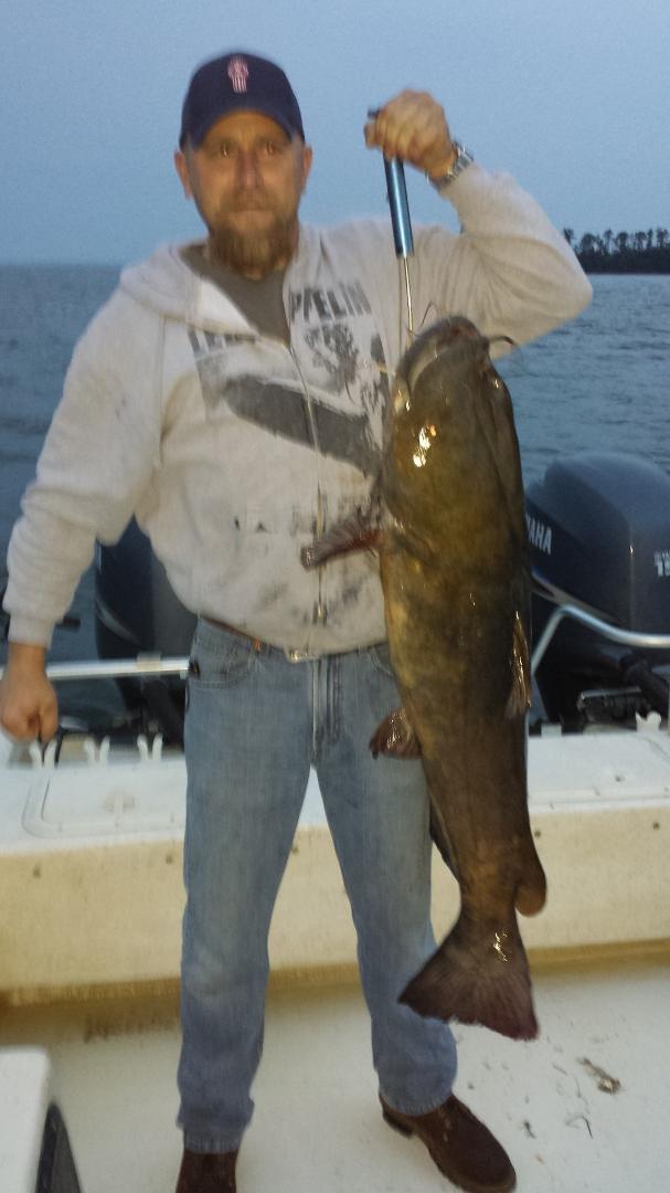 40 pound cat