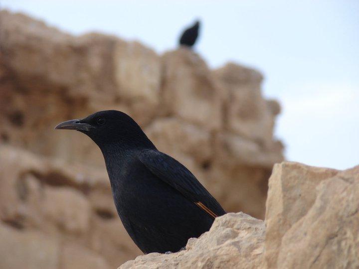 Michael Wolfes' album, Israel trip