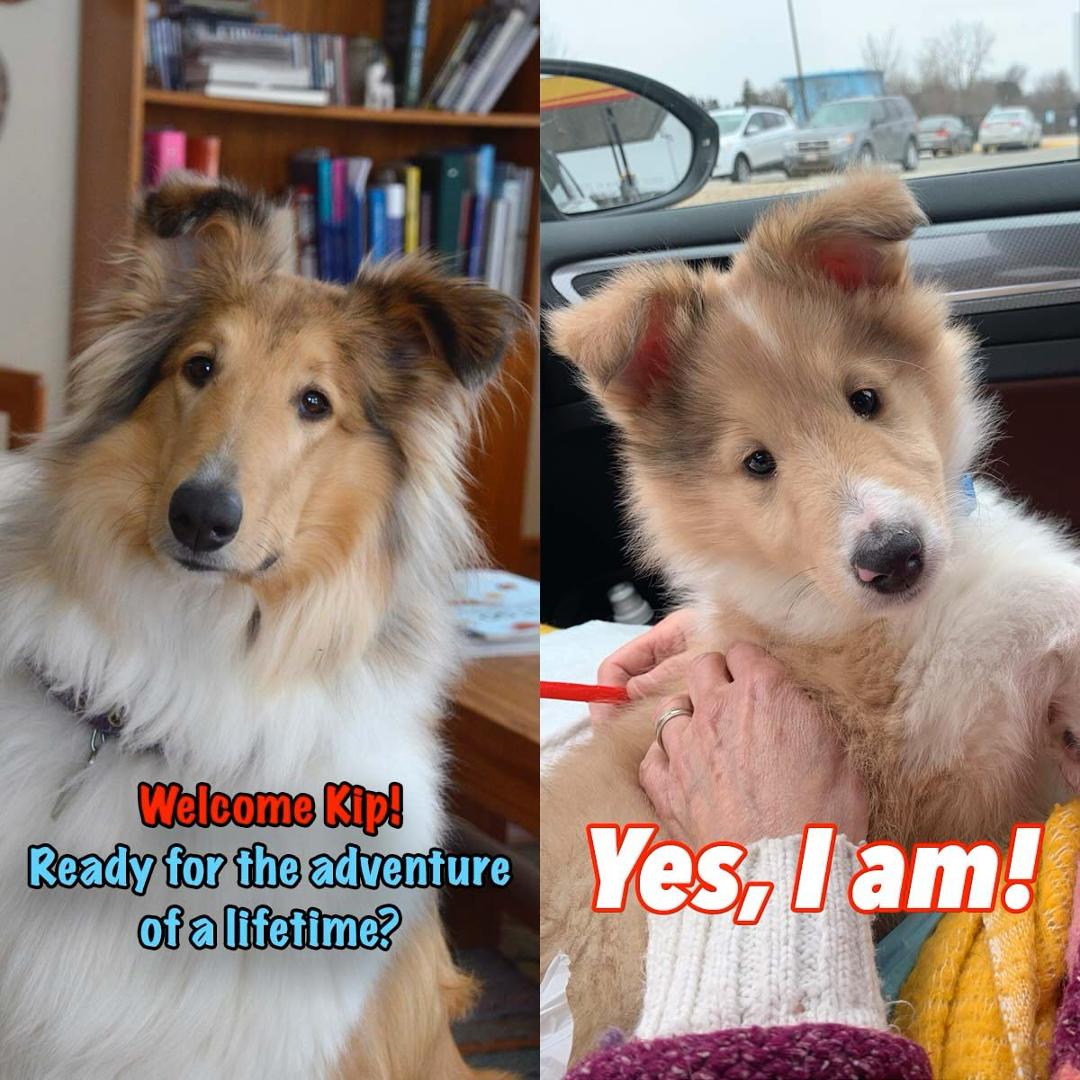 “It’s time, Mark.” Are you sure Tippy? “YES!” Debby and I picked up Kip last week from Minnesota Collies, a breeder near Minneapolis. The adventure begins… #puppies #colliepuppies #puppyfun #dogsofwisconsin #wisconsindogs