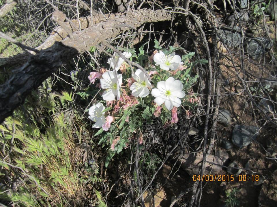 Fred Searing's album, Arizonas Trail Pine Mountain Passage #21